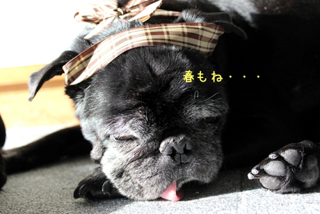 春吉もね