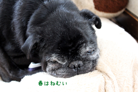 春は・・・ZZZZ