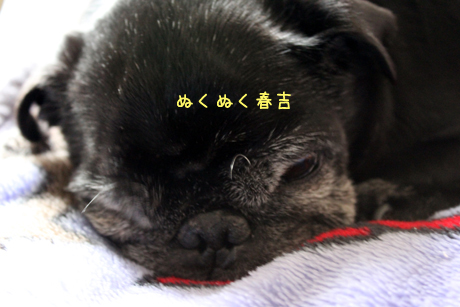 日射しが入ってぬくぬく