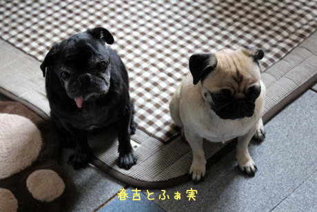 春とふぁ実