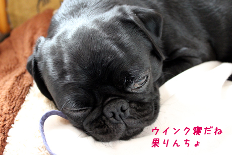 ウインク寝。。。果りん