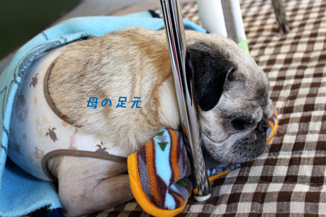 母の足元で