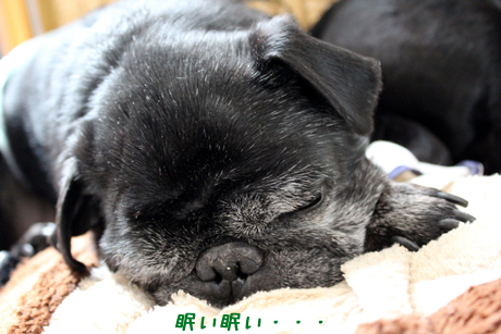 春吉は既に眠い