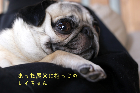 あった屋父に抱っこレイちゃん!