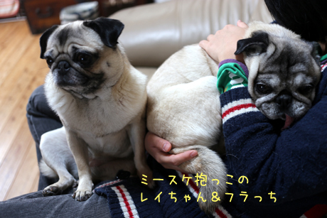 ミースケ抱っこフラっち&レイちゃん!