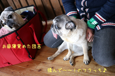 お目覚め団吉。フラっち!