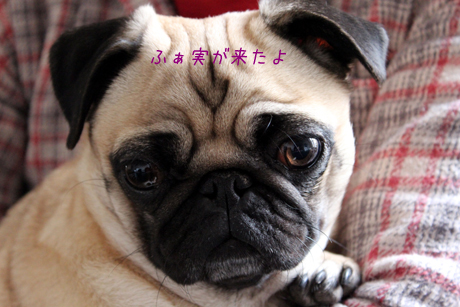ふぁ実が来たよ