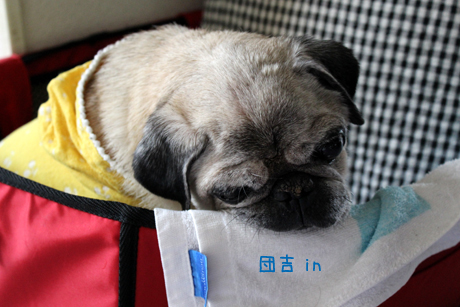 先ず。団吉。。。