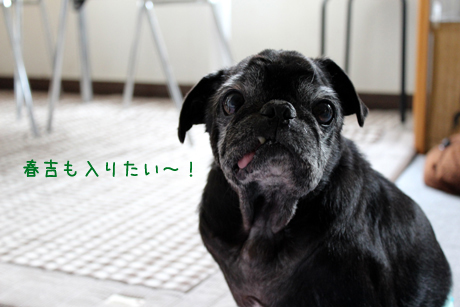 春吉も入りたい。。。