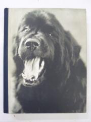 Gentle Giants(洋書 ブルースウェーバー犬写真集