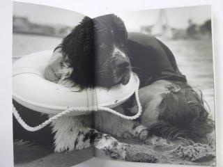 Gentle Giants(洋書 ブルースウェーバー犬写真集