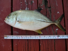 DSCN4570.jpg