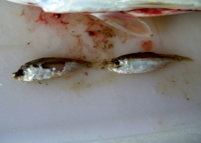 DSCN4579.jpg