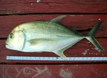 DSCN4586.jpg