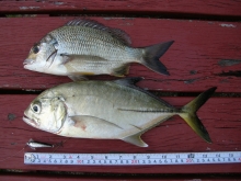 DSCN4594.jpg