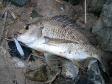 DSCN4605.jpg