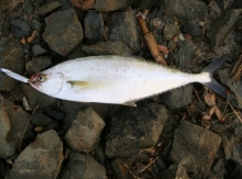 DSCN4606.jpg