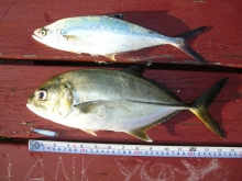 DSCN4612.jpg