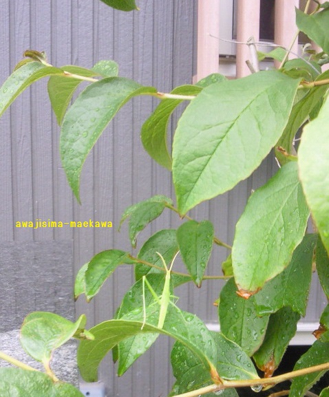 201307011137000.jpg