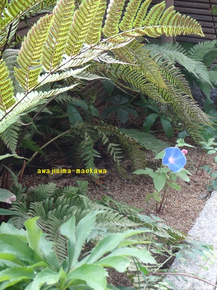 DSC02270.jpg