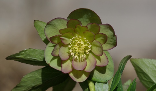 IMGP7732.jpg