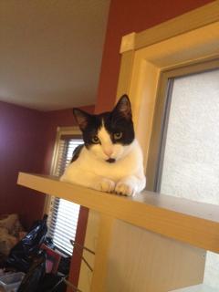 zorro small