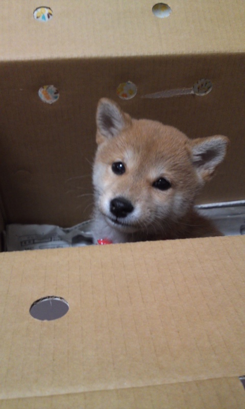 めろん箱