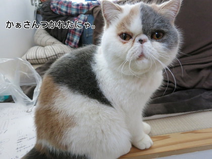 だいぶつかれたにゃ