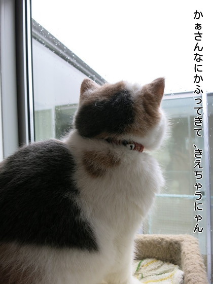 雪が降ってますよ!