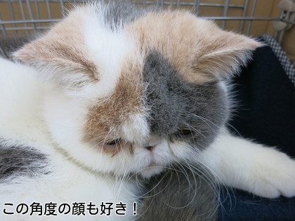 かわええ。