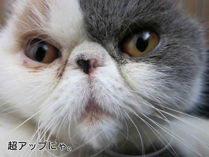 カメラ向けたら顔が近づいてきた!