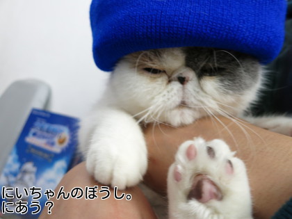 にぃちゃんの帽子
