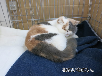 ねむいね~あずちゃん