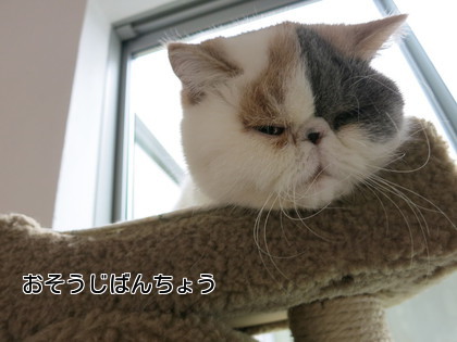 お掃除番長は、見張り中。