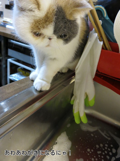 何が気になるのか、、、?泡?