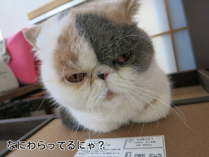 こんなところに〜?
