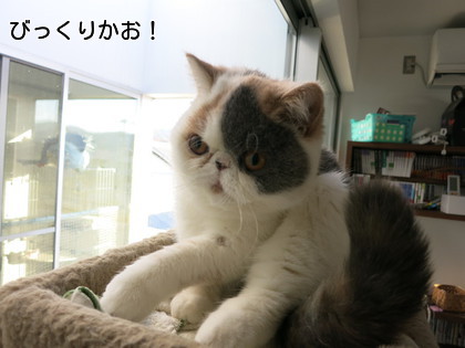 ビックリ顔1