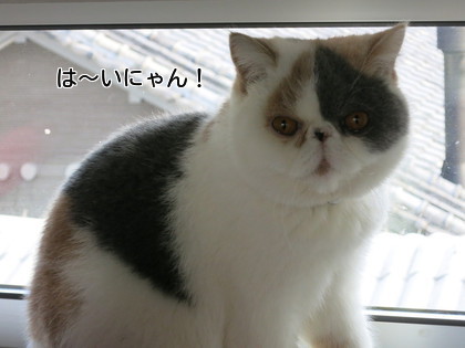 たまには振り向いてくれる
