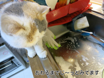 たまに前足が降ります、、、