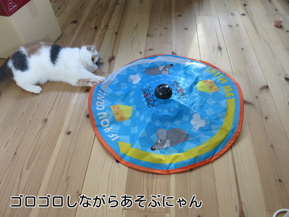 ゴロゴロしながら遊んでます。一応