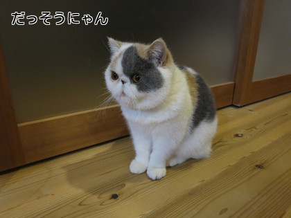 だっそうです、、、