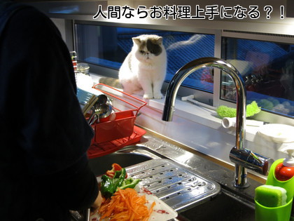 あずちゃん観察中