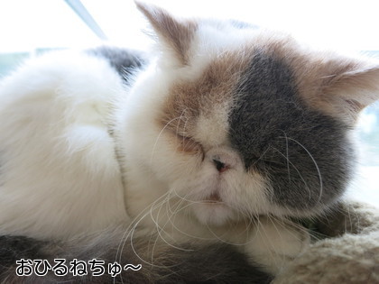 ねむいにゃん