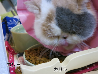 カリカリフードを少し食べるようになりました。
