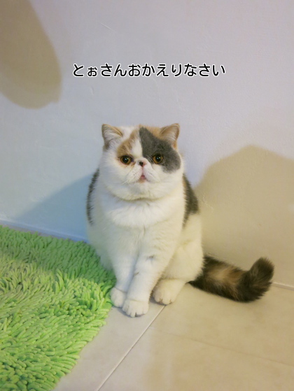 うれしいにゃん!