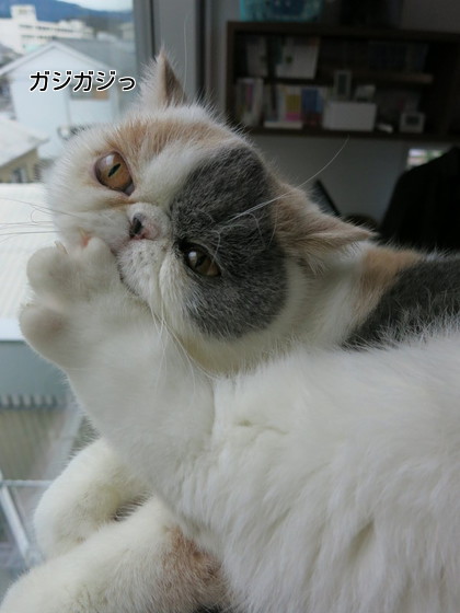 足のかゆいところもガジガジして