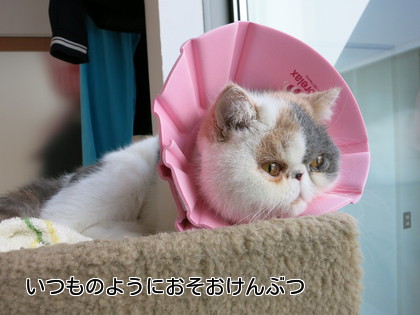 いつもの日課