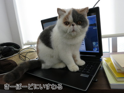 容赦なく乗ります