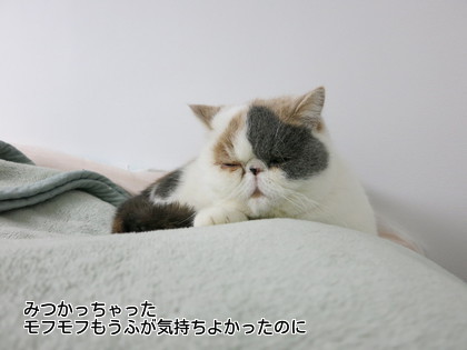 一匹静かでよかったのに