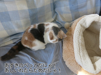 少々気になる存在に
